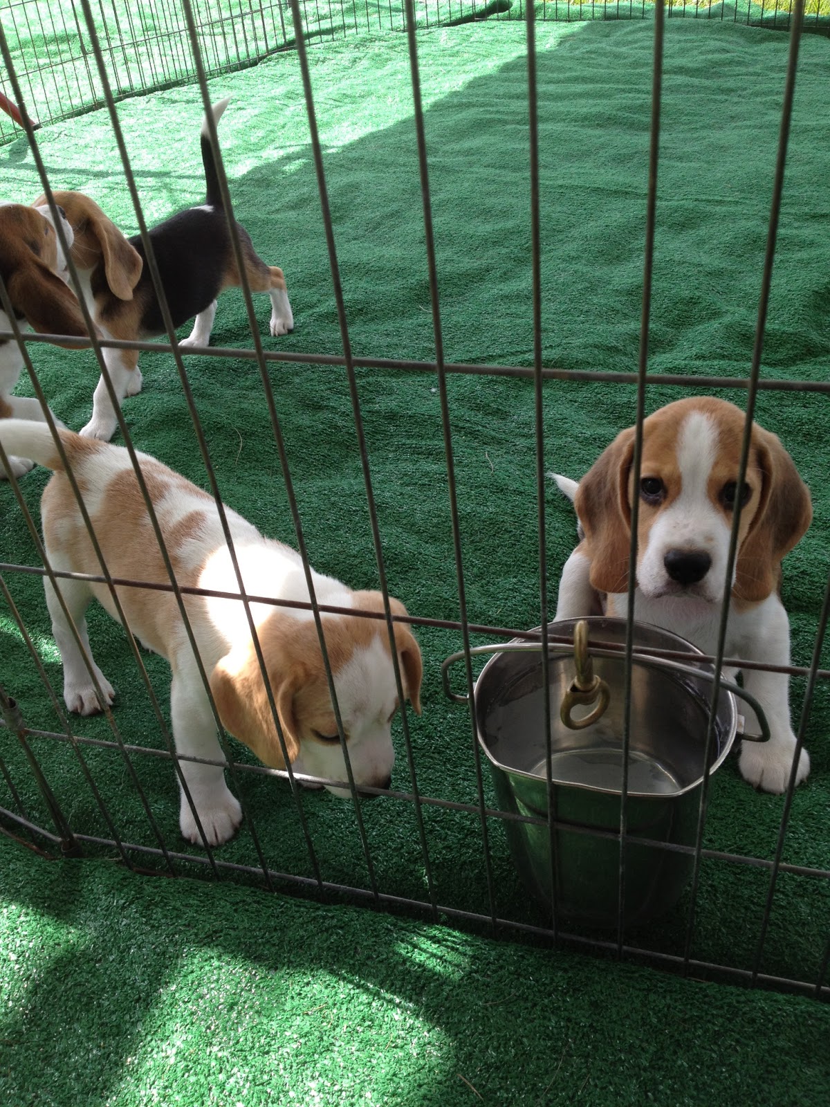 Life With Beagle PHOTOS Show beagles at Orlando AKC show